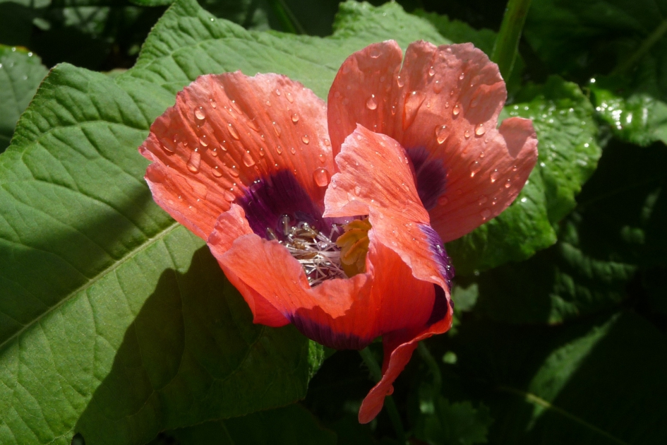 Papaver met druppels - Planten - 