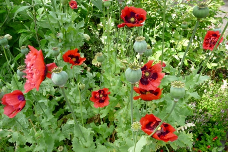Papavers