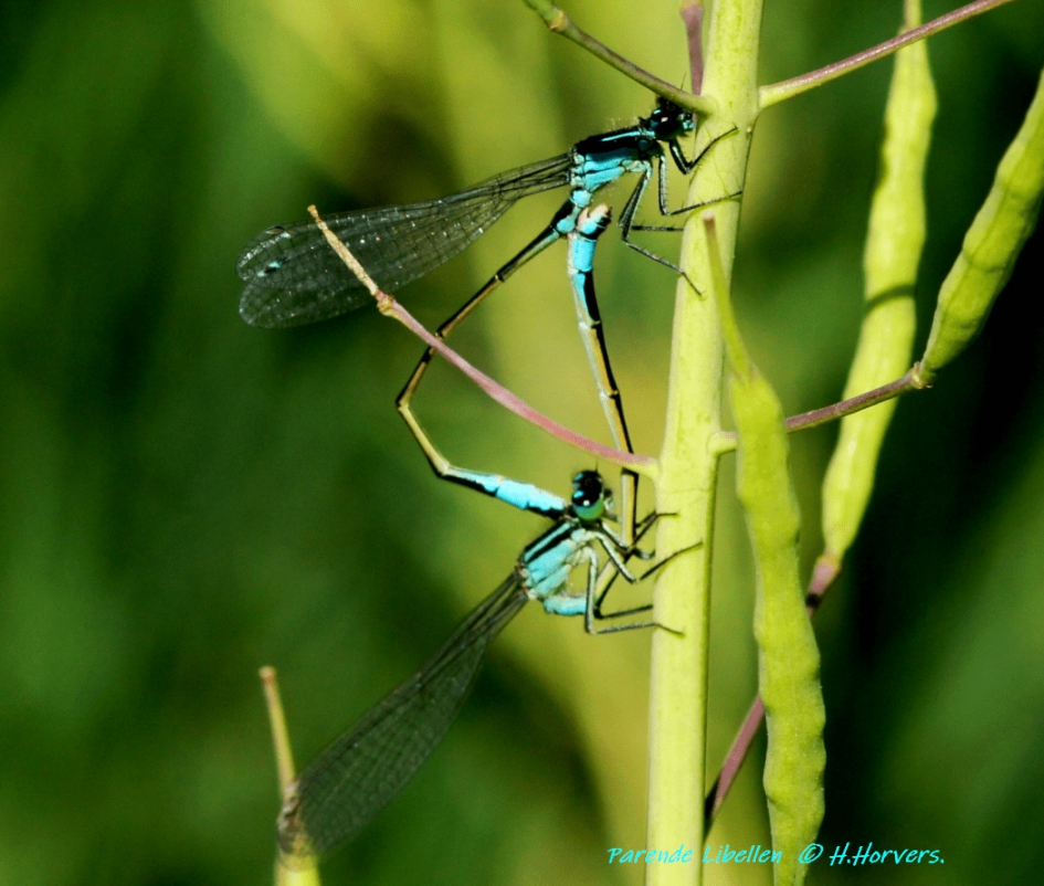 Parende Libellen - Geleedpotigen - Parende Libellen