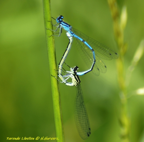 Parende Libellen