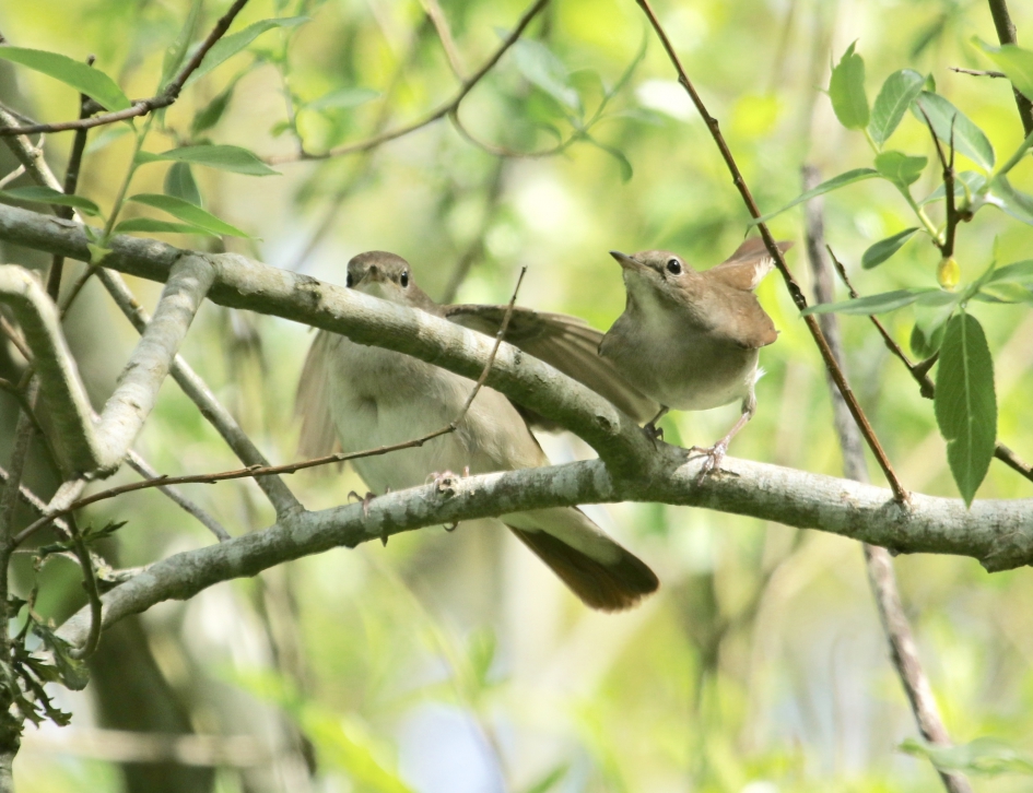 parende nachtegaal - Vogels - nachtegaal