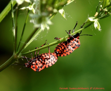 Parende Pyamaschildwantsen