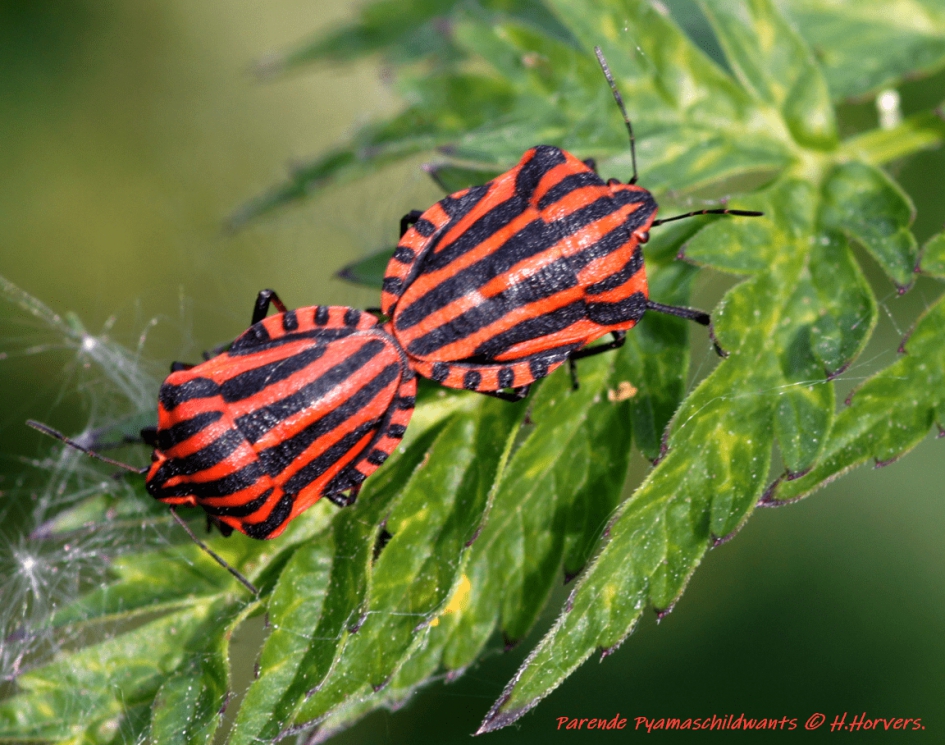 Parende Pyamaschildwantsen - Geleedpotigen - Parende Pyamaschildwantsen