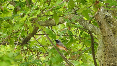 Perzische Roodborst
