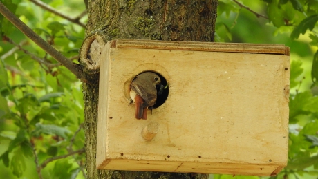 Perzische Roodborst