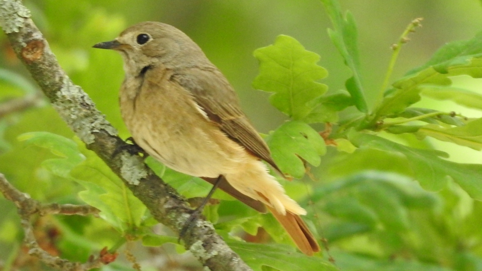 Perzische Roodborst - Vogels - Perzische Roodborst
