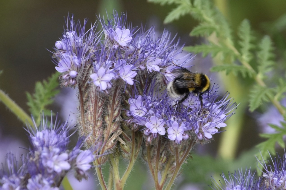 Phacelia - Planten - 