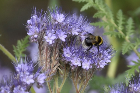 Phacelia