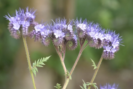 Phacelia