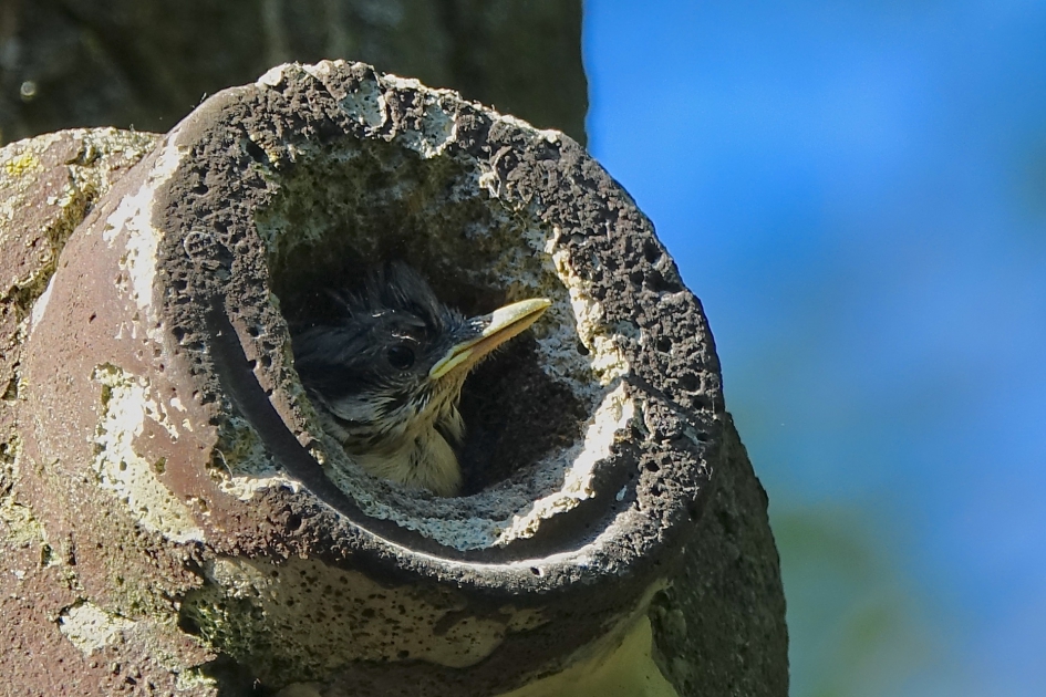 Piepjong - Vogels - Boomklever