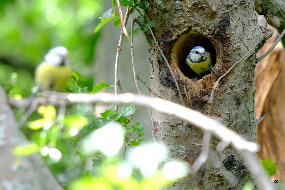 pimpelmees in spechtennest - Vogels - pimpelmees