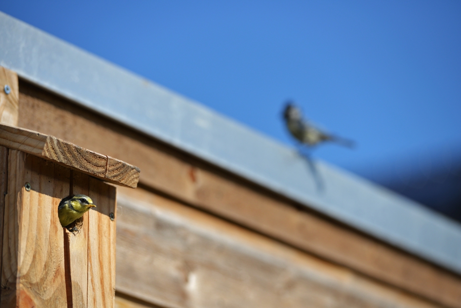 Pimpelmees verlaat voor de 1e keer het nest onder toeziend oog van mama - Vogels - Pimpelmees