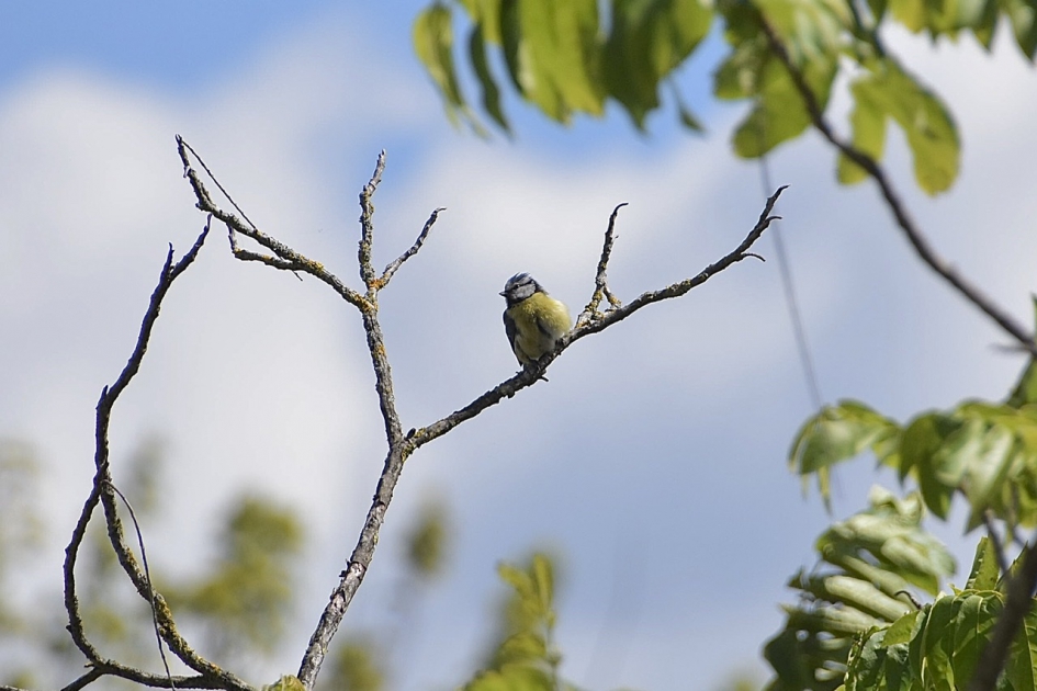 Pimpelmeesje - Vogels - 