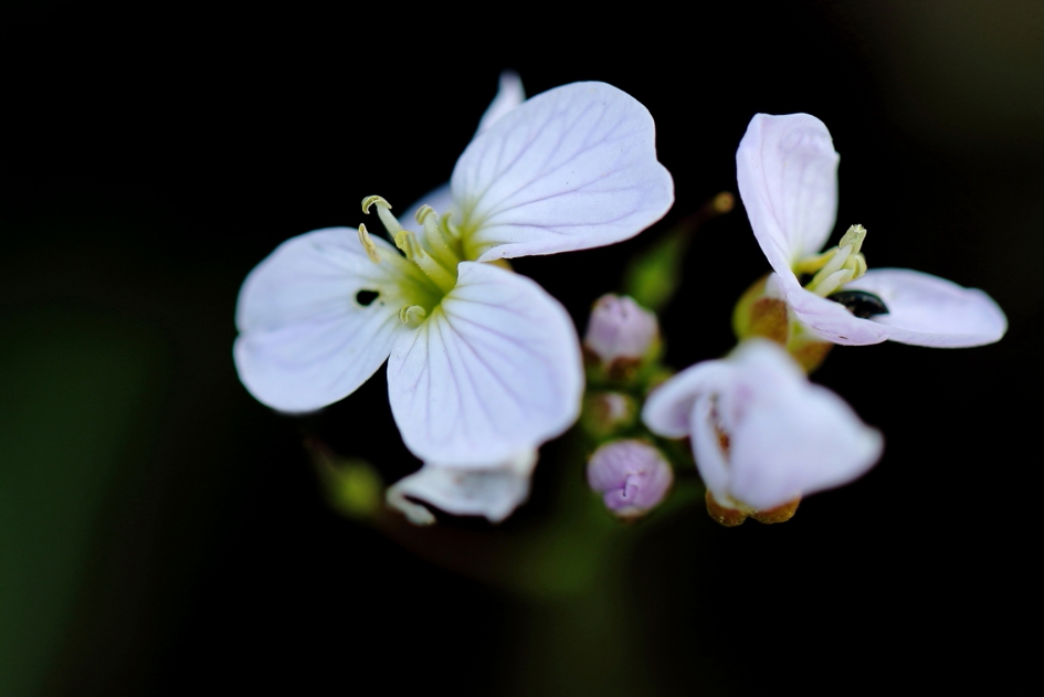 Pinksterbloemen - Planten - pinksterbloem