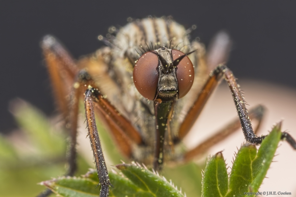 Portret van een..... - Geleedpotigen - Grijze dansvlieg