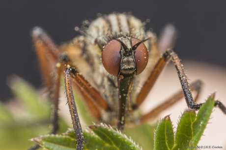 Portret van een.....
