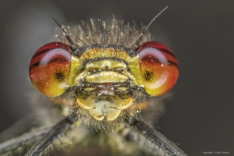 Portret van een.....