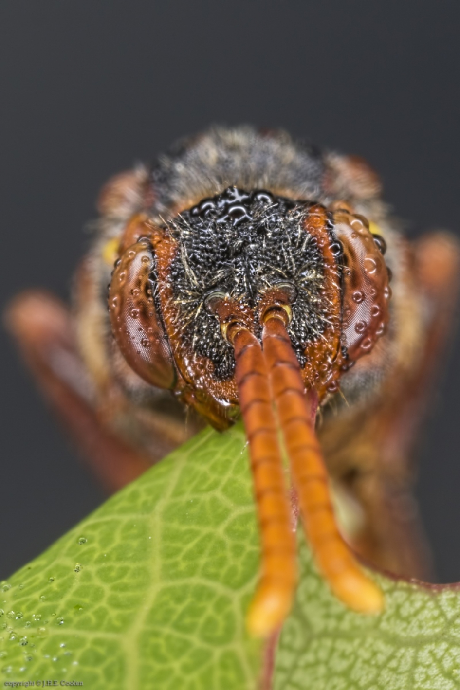 Portret van een..... - Geleedpotigen - Gewone wespbij