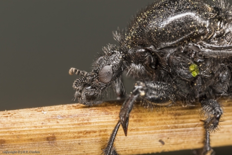 Portret van een.....