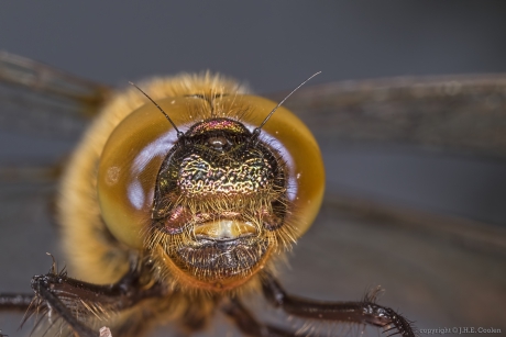 Portret van een.....