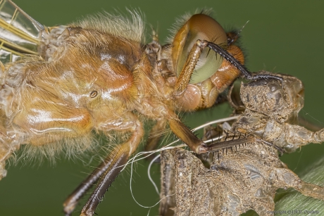 Portret van een.....