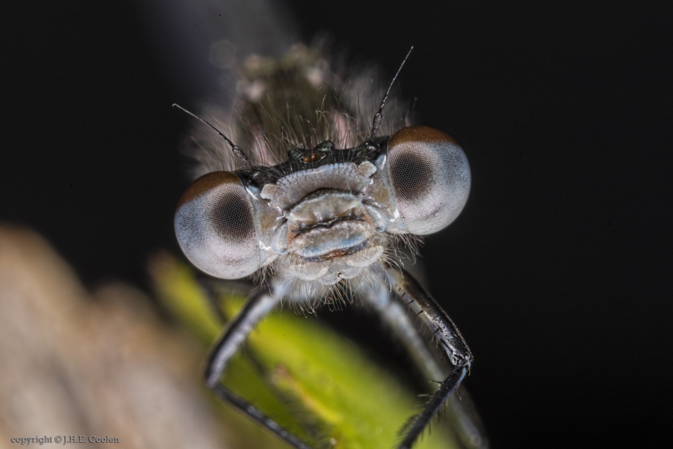 Portret van een..... - Geleedpotigen - Variabele waterjuffer