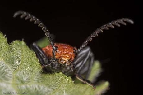 Portret van een.....