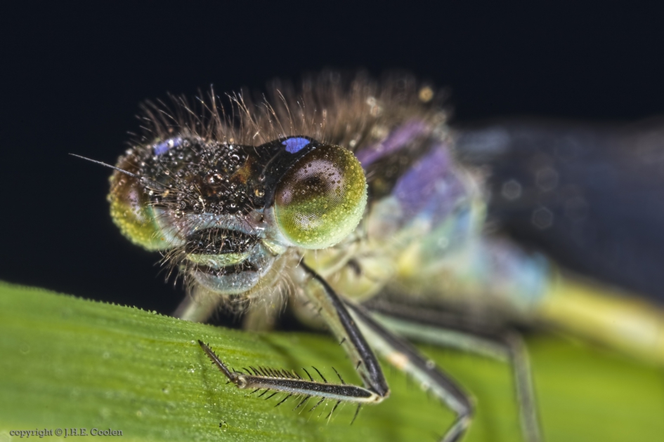 Portret van een..... - Geleedpotigen - Lantaarntje