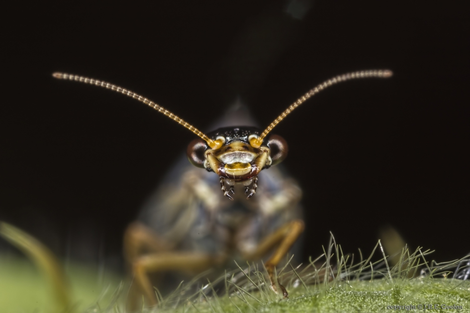 Portret van een..... - Geleedpotigen - Kameelhalsvlieg
