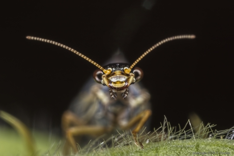 Portret van een.....