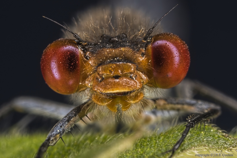 Portret van een..... - Geleedpotigen - Grote Roodoogjuffer