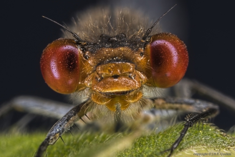 Portret van een.....