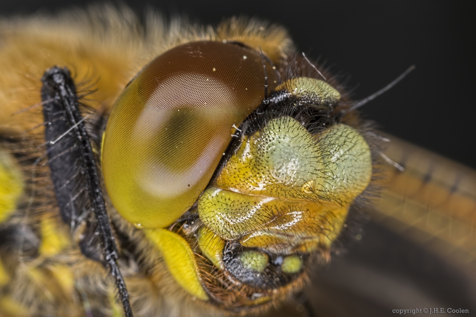 Portret van een..... - Geleedpotigen - Viervlek