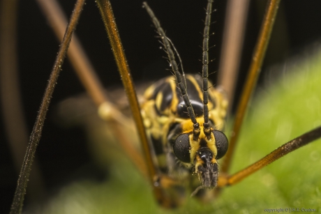 Portret van een.....