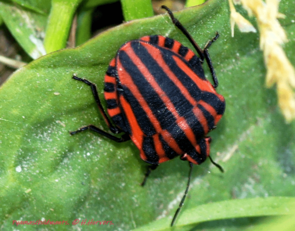 Pyamaschildwants - Geleedpotigen - Pyamaschildwants