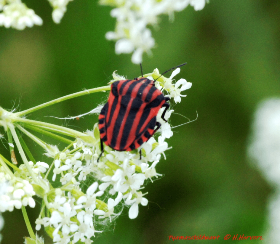 Pyamaschildwants - Geleedpotigen - Pyamaschildwants