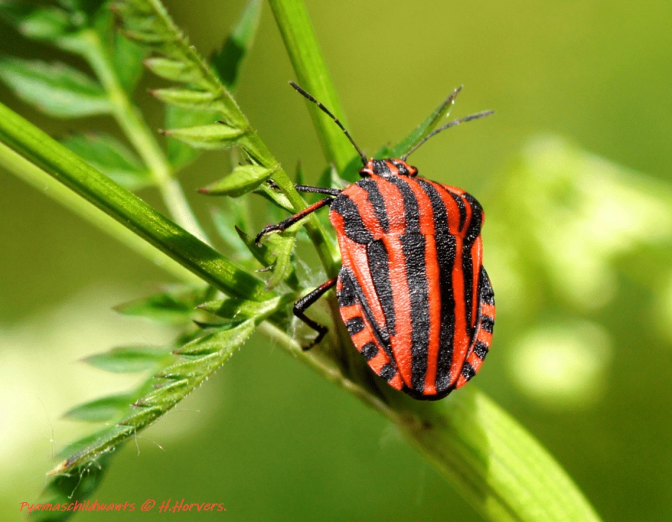 Pyamaschildwants - Geleedpotigen - Pyamaschildwants