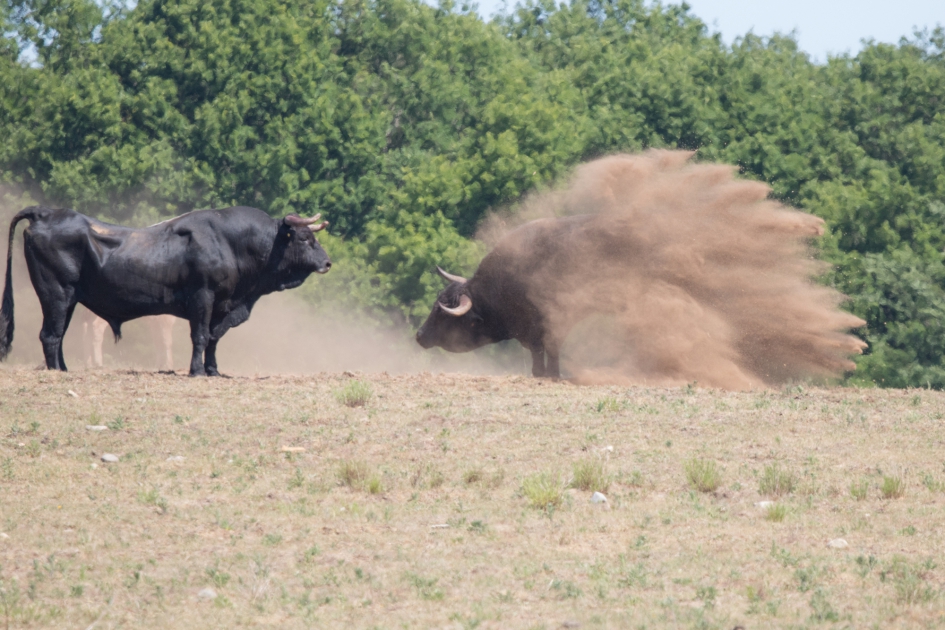 Rangorde bepalen - Zoogdieren - Spaanse grazer