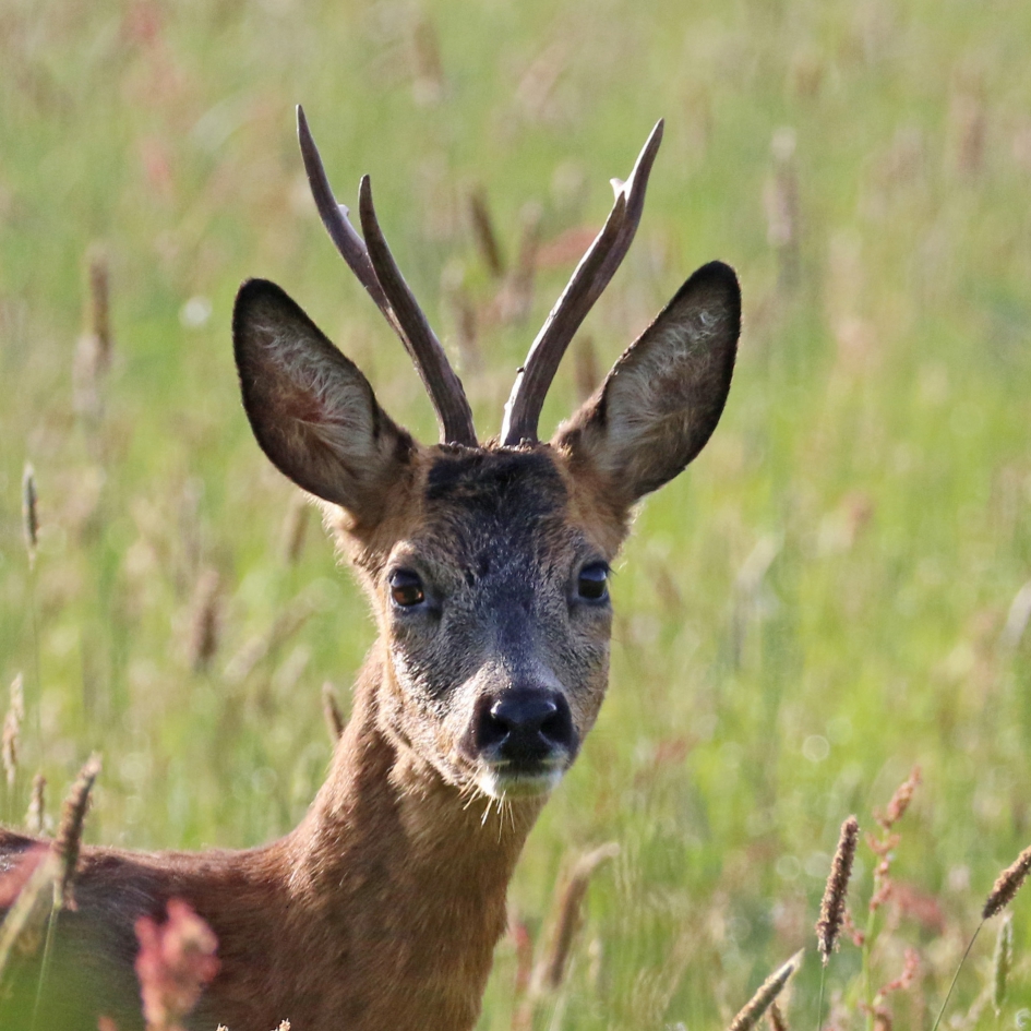 Goedemorgen fotograaf - Zoogdieren - 