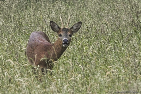 Reebok (Capreolus capreolus)