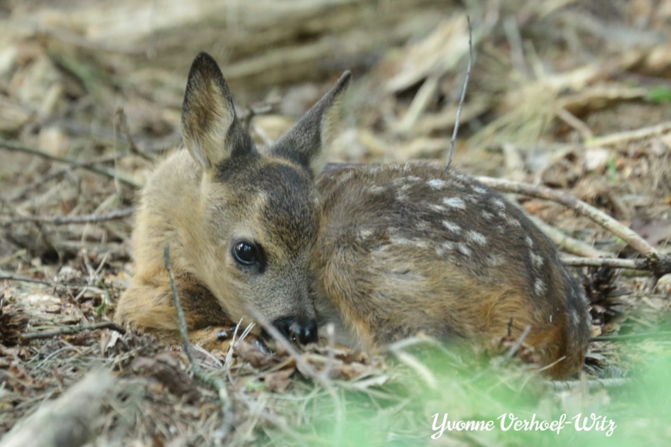 Reekalfje - Zoogdieren - Reekalf