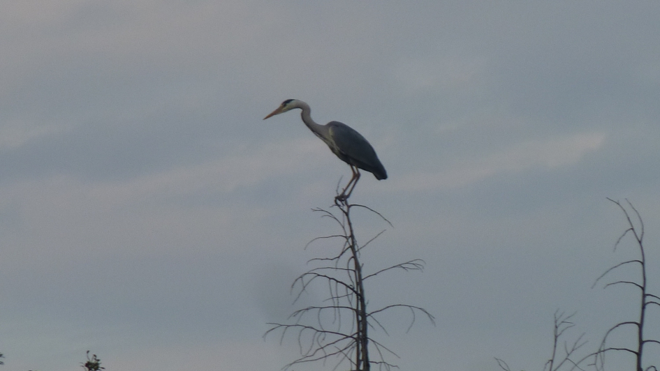 Reiger - Vogels - Reiger