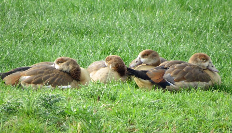 Relaxte Nijlpubers - Vogels - Nijlganzen
