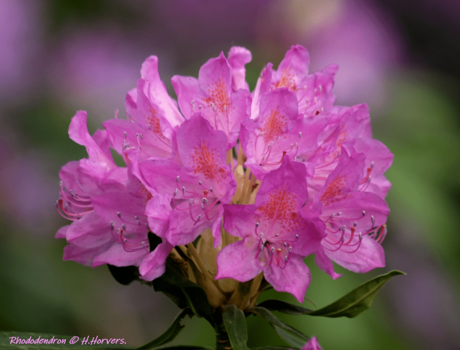 Rhododendron - Planten - Rhododendron