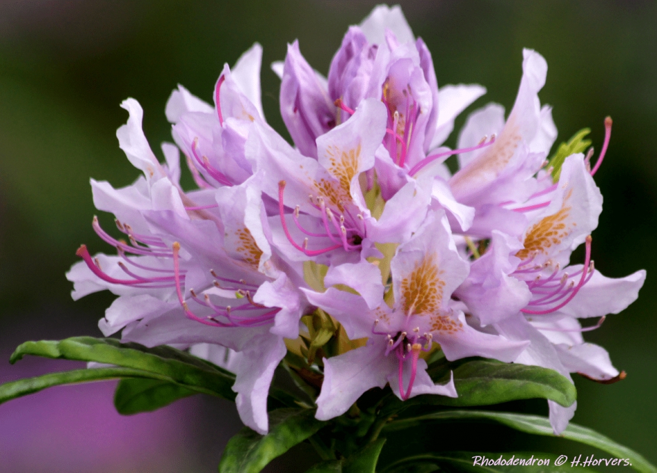 Rhododendron - Planten - Rhododendron