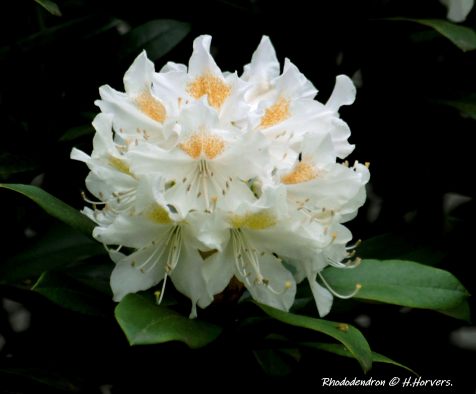 Rhododendron - Planten - Rhododendron