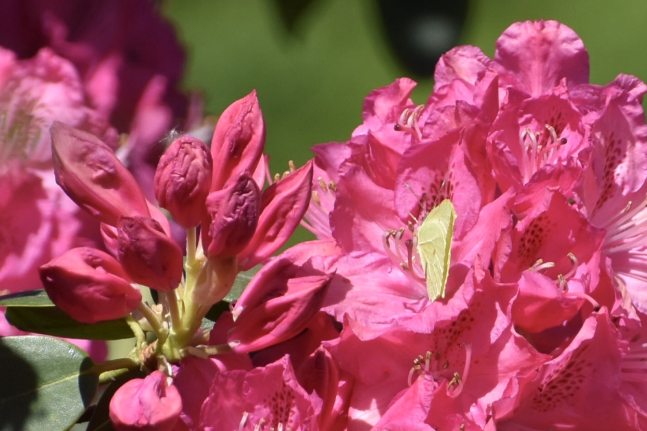 Rhododendron - Planten - 