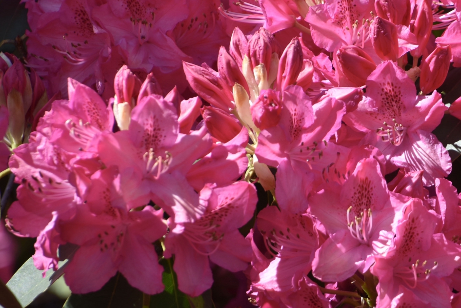 Rhododendron - Planten - 