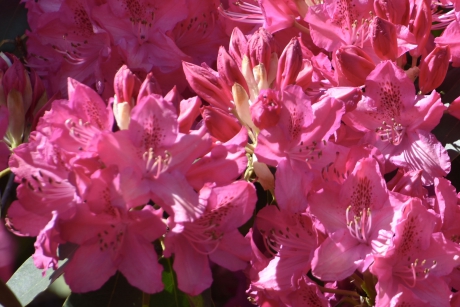 Rhododendron