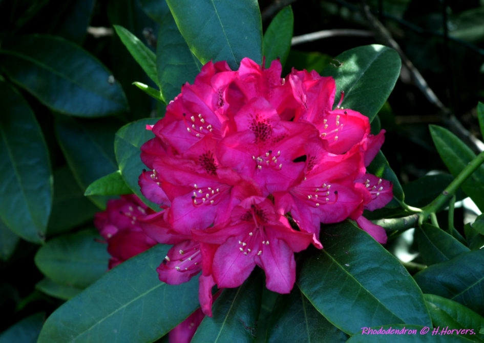 Rhododendron - Planten - Rhododendron